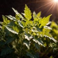 Coriander, fresh herbs leaves seasoning for cooking ingredient