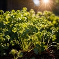 Coriander, fresh herbs leaves seasoning for cooking ingredient