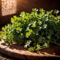 Coriander, fresh herbs leaves seasoning for cooking ingredient