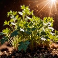 Coriander, fresh herbs leaves seasoning for cooking ingredient