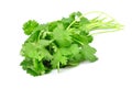 Coriander Royalty Free Stock Photo