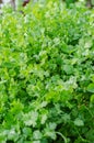 Coriander Royalty Free Stock Photo