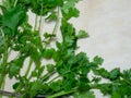 Coriander greens on the table. cilantro. Greenery from the garden. Cutting board. Cooking. Vegan food. Useful product. Ingredient