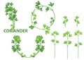 Coriander herb