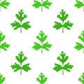 Coriander herb, chinese parsley seamless pattern. Vector illustration