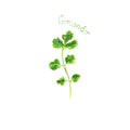 Coriander herb spice isolated on white background