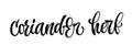 Coriander herb - vector hand drawn calligraphy style lettering word.