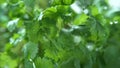 Coriander Herb Watered with Rain in Macro and Slow Motion 1000fps