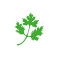 Coriander icon. Green coriander leaves vector illustration isolated