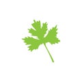 Coriander icon. Green coriander leaves vector illustration isolated