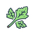 Color illustration icon for Coriander, herb and leaf