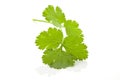 Coriander leaf.