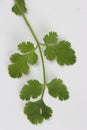 Coriander leaf Royalty Free Stock Photo