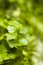 Coriander leaf