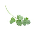 Coriander leaf ,Herb and vegetable isolate on white background Royalty Free Stock Photo