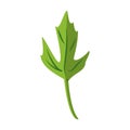 Coriander leaf herbal cartoon