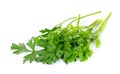 Coriander leaf isolated on the white background