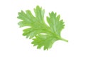 Coriander leaf isolated on white background with clipping path Royalty Free Stock Photo