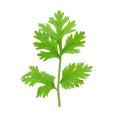 Coriander leaf isolated on white background Royalty Free Stock Photo