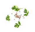 Coriander leaf and seeds isolated on white background Royalty Free Stock Photo