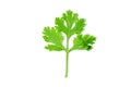 Coriander leaf.