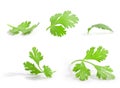 Coriander leaves Royalty Free Stock Photo