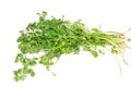 Coriander leaves Royalty Free Stock Photo