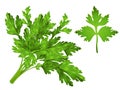 Coriander Leaves Clipart Royalty Free Stock Photo