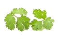 Coriander leaves Royalty Free Stock Photo