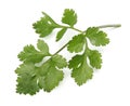 Coriander leaves isolated on white background Royalty Free Stock Photo