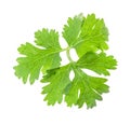 Coriander leaves isolated on white