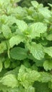 Coriander leaves