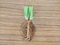 Coriander leaves roots buttom devide plant image