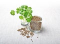 Coriander Leaves And Seeds - Cilantro Royalty Free Stock Photo