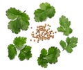 coriander leaves and seeds isolated on white background top view Royalty Free Stock Photo