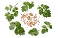 coriander leaves and seeds isolated on white background top view Royalty Free Stock Photo