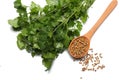 coriander leaves and seeds isolated on white background top view Royalty Free Stock Photo