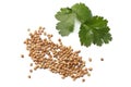 coriander leaves and seeds isolated on white background top view Royalty Free Stock Photo