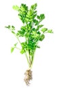 Coriander leaves vegetable isolated on white background. Fresh Cilantro or coriander leaf with root isolated Royalty Free Stock Photo