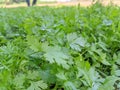 coriander lieves a close up of a plant