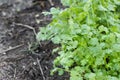 Coriander plant on the soil ground with water drop on the leaves