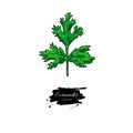 Coriander plant vector hand drawn illustration. Isolated spice object.