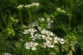 Coriander flowers