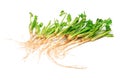 Coriander root Royalty Free Stock Photo