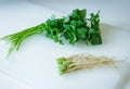 Coriander root with leaf vegetable Royalty Free Stock Photo