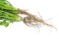 coriander Root Royalty Free Stock Photo