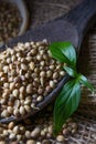 Coriander Seed