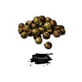 Coriander seed heap vector hand drawn illustration. Isolated spice object. Colorful seasoning.