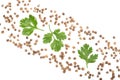 Coriander seed and leaves isolated on white background with copy space for your text. Top view. Flat lay pattern Royalty Free Stock Photo