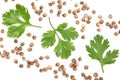 Coriander seed and leaves isolated on white background with copy space for your text. Top view. Flat lay pattern Royalty Free Stock Photo